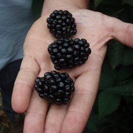 Ouachita Blackberry Plants Blackberry Plants